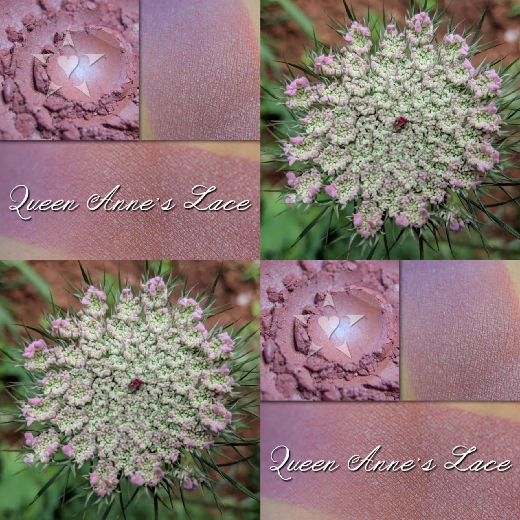 QUEEN ANNE'S LACE - Soft Lustre Blush