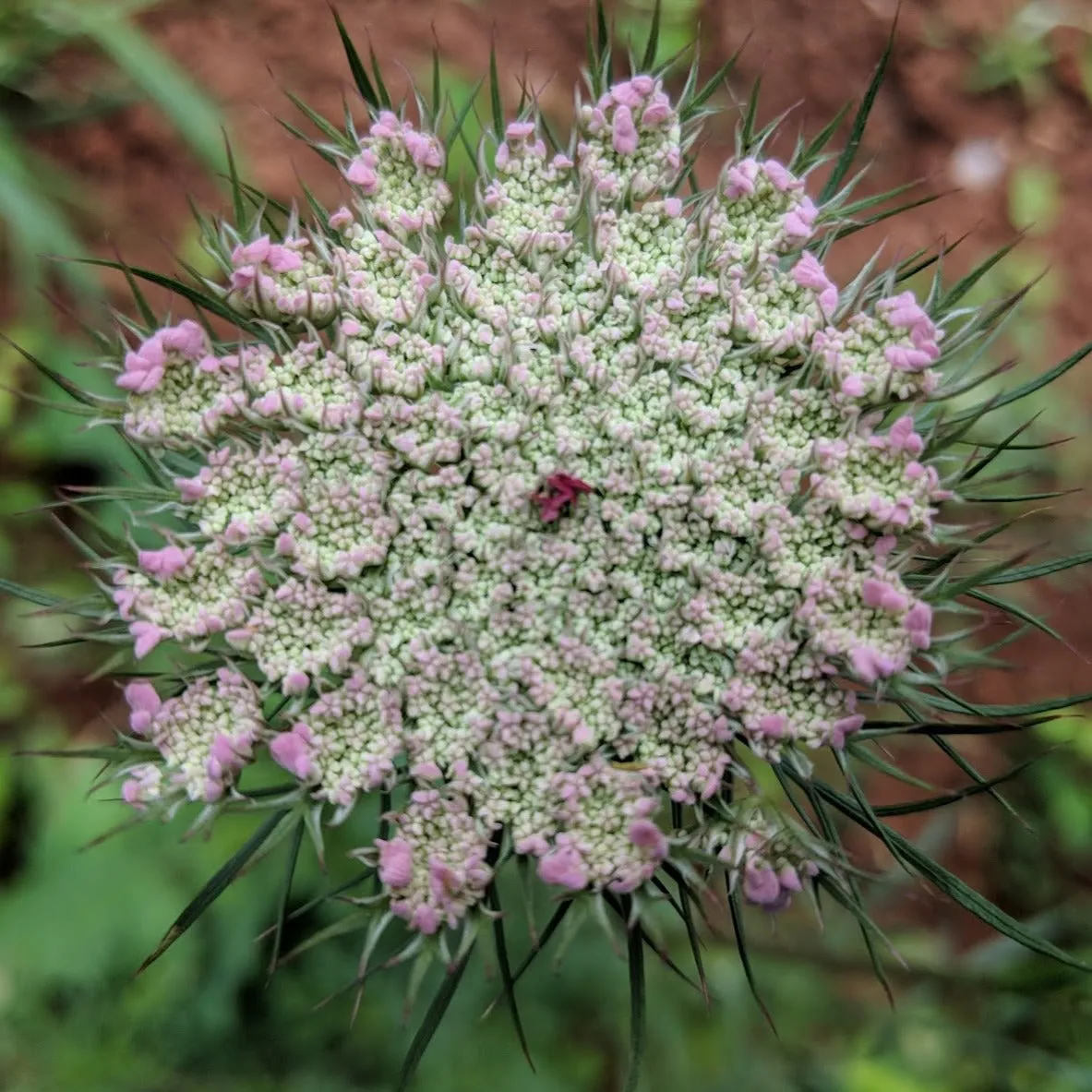 QUEEN ANNE'S LACE - Soft Lustre Blush